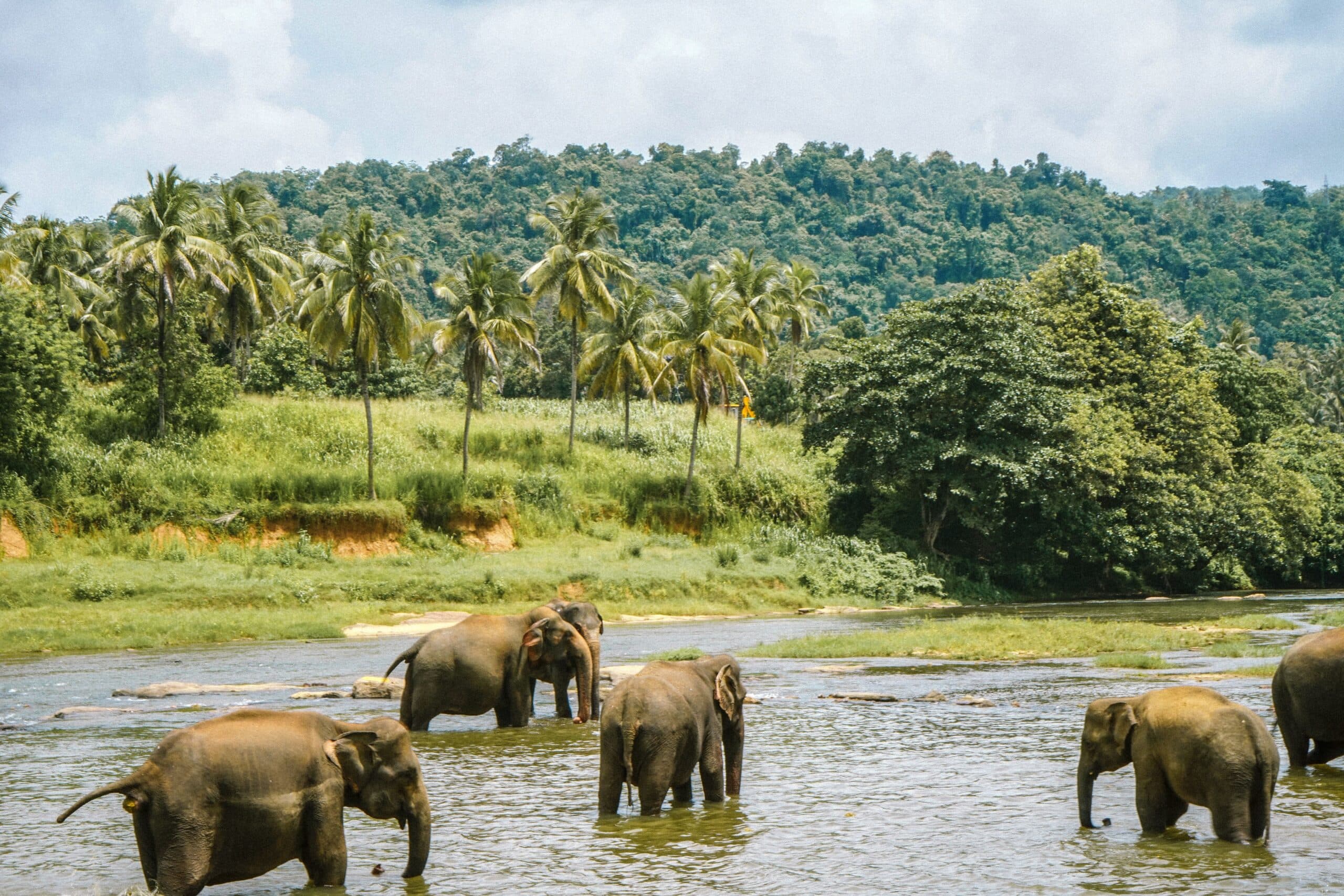 Elephants bathing in a river in Sri Lanka