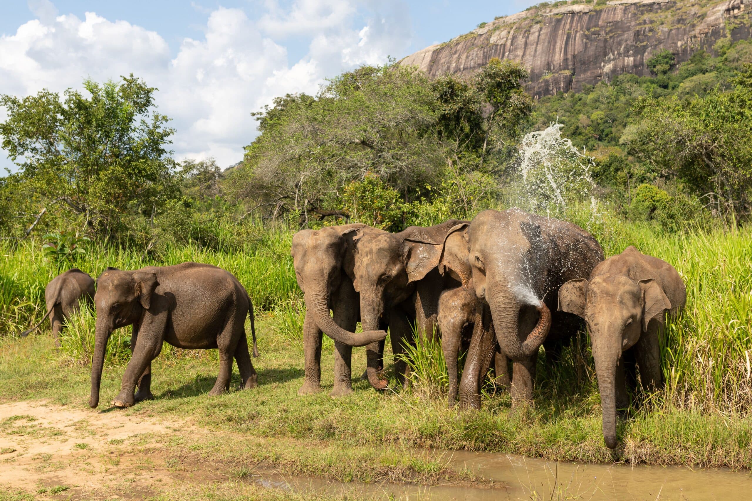 Elephants bathing by the river